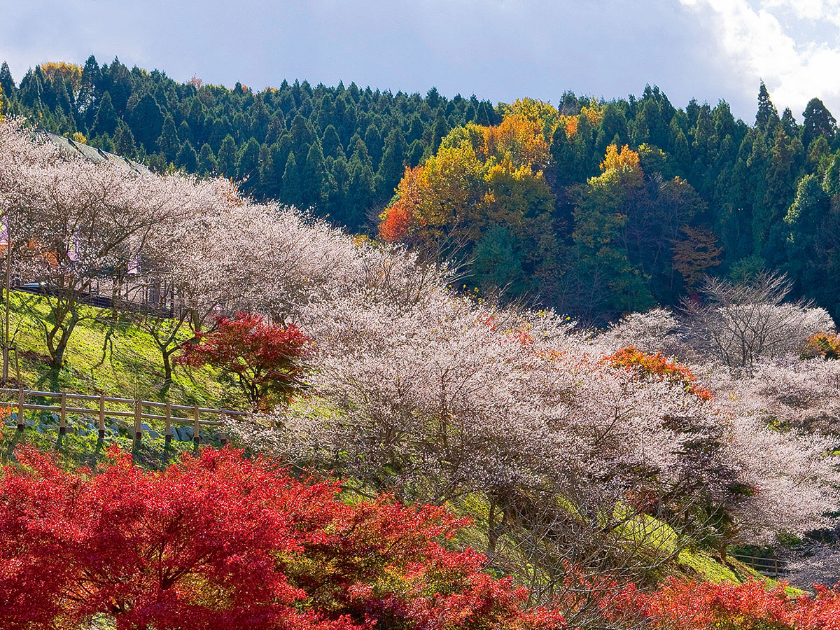 Obara Fureai Park