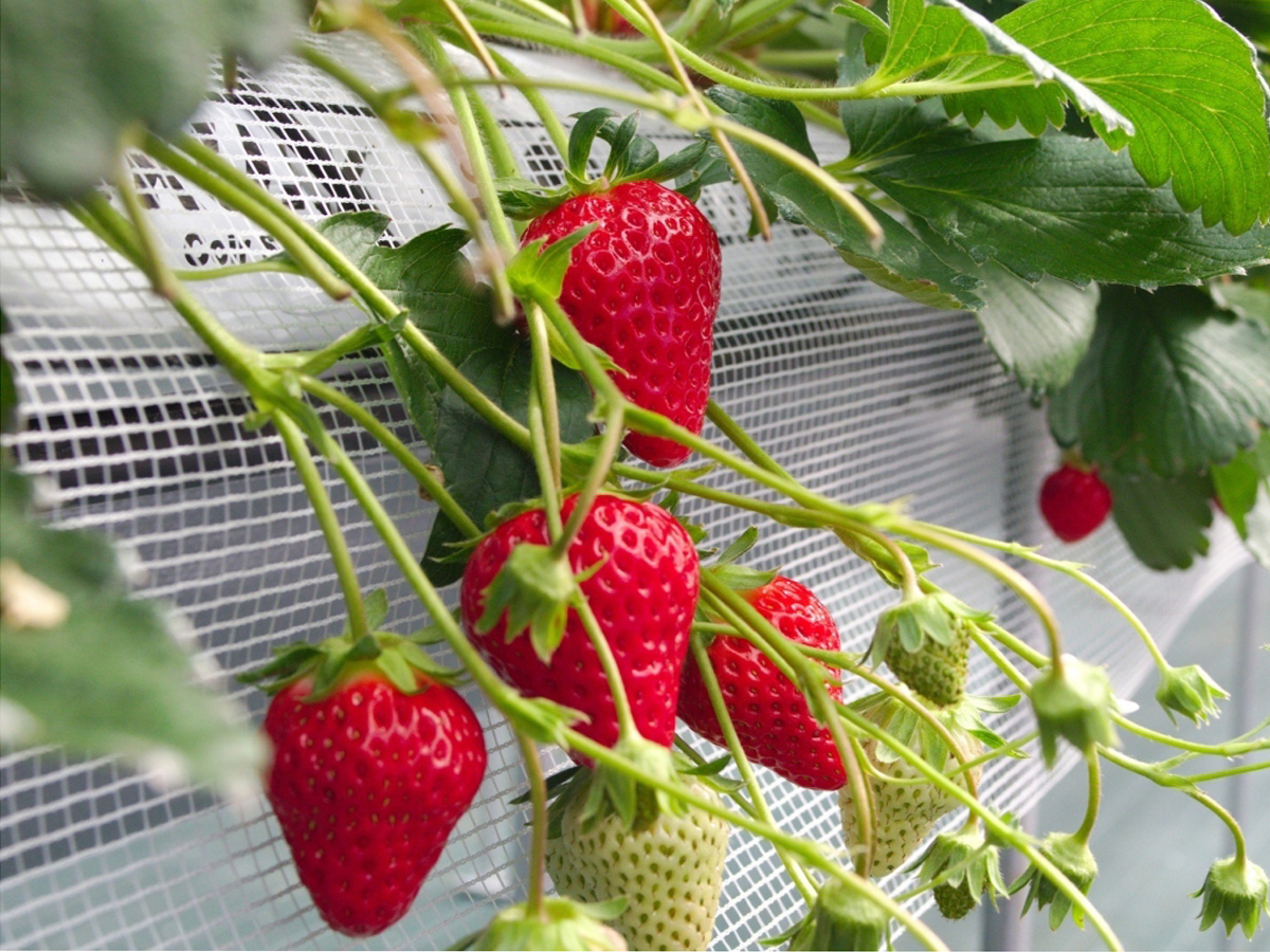 farmいちごろ