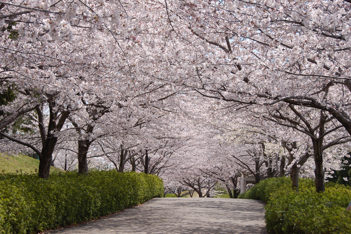 Odai Park