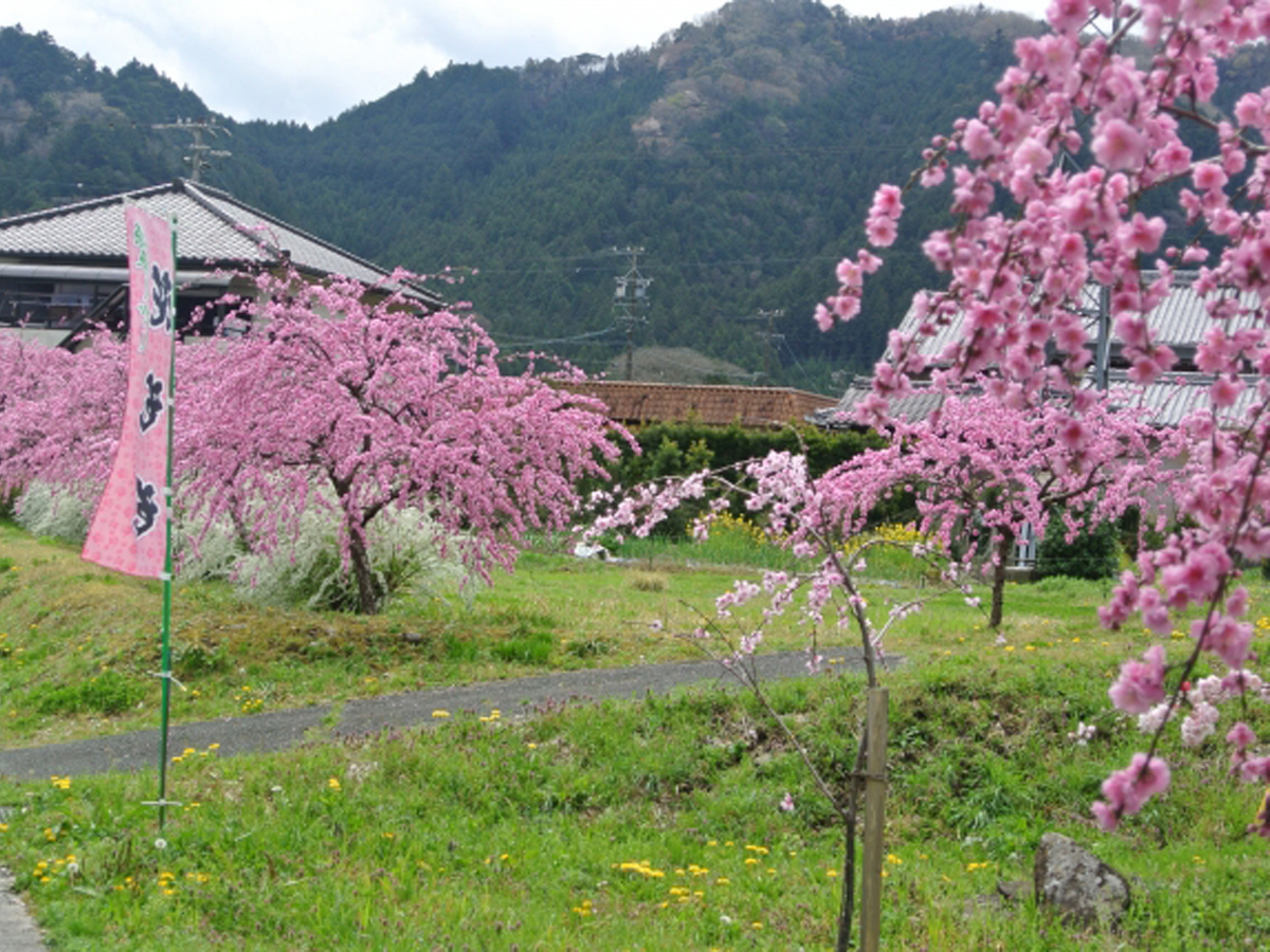 しだれ花桃の里