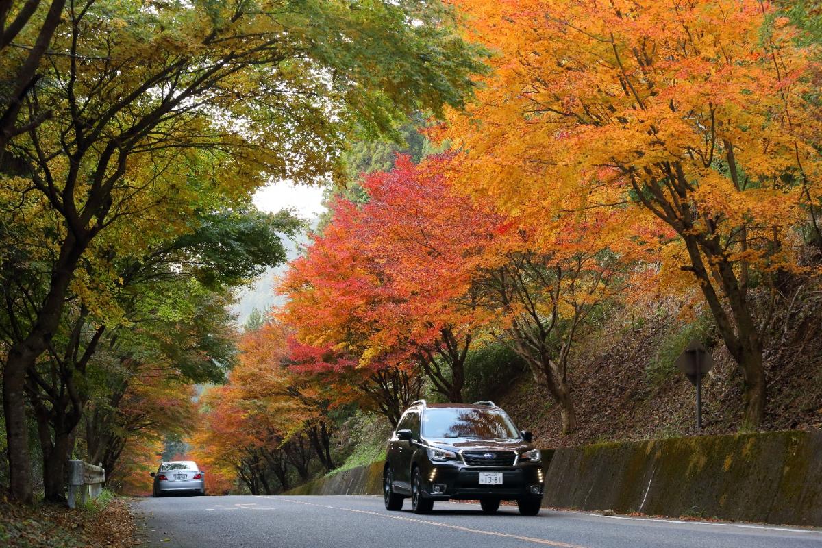 もみじ街道