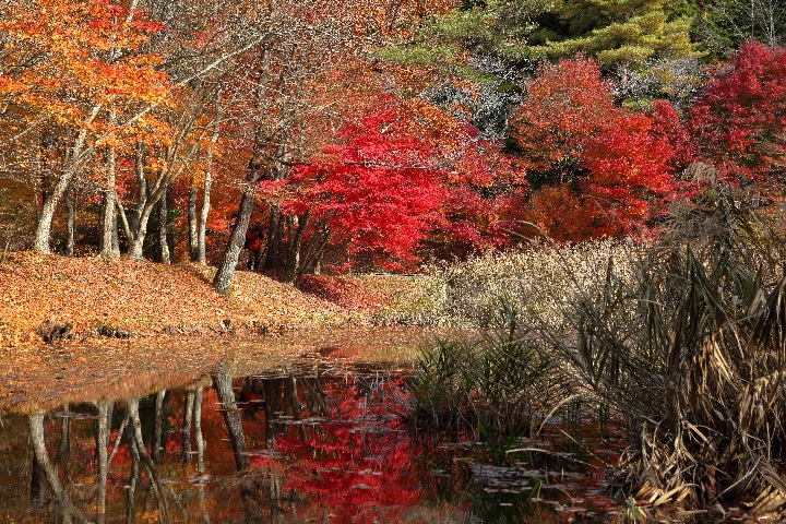 タカドヤ湿地