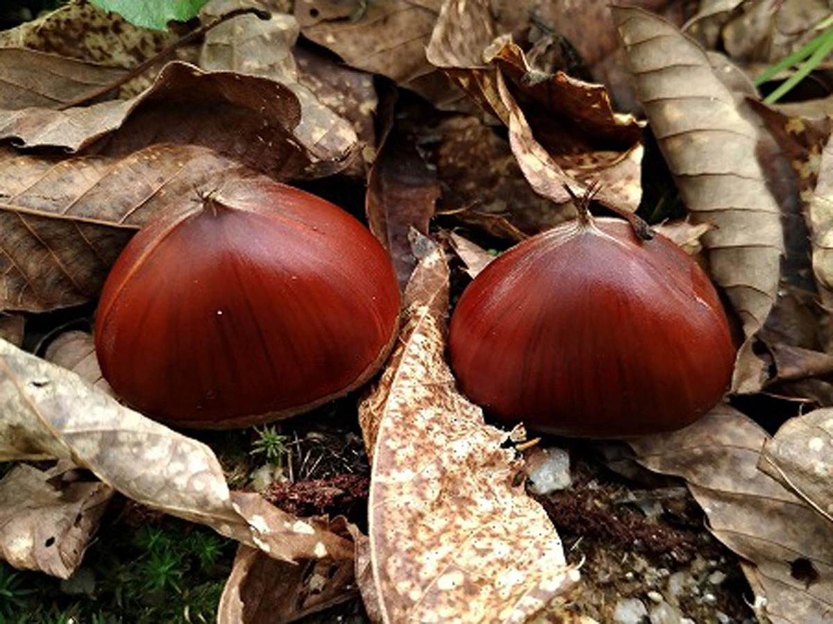 足助みたち栗園