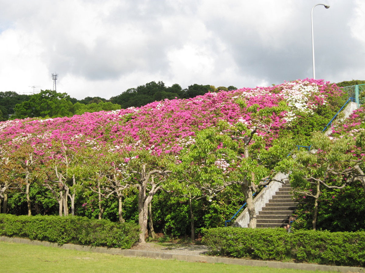 彦左公園のつつじ