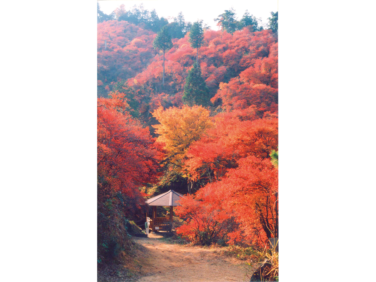 宮路山