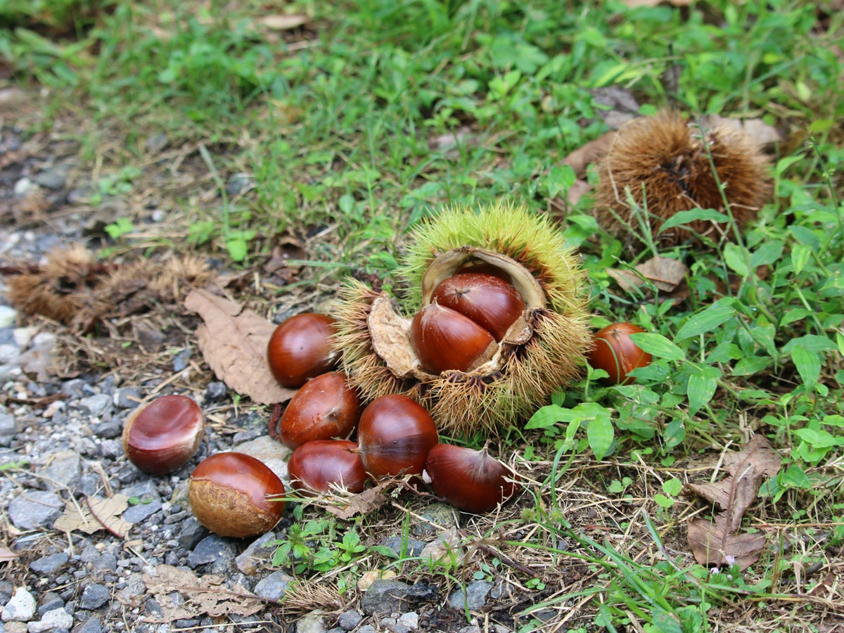 足助みたち栗園