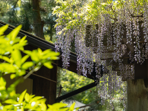 大倉公園