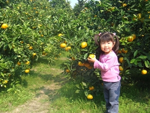 田中農園　內海水果村