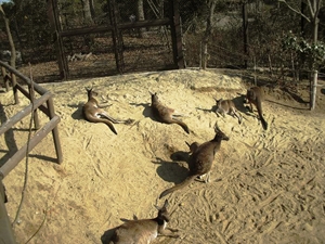 豊橋総合動植物公園,のんほいパーク