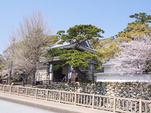 田原城跡（田原市博物館）桜