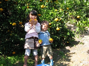 田中農園 内海フルーツ村