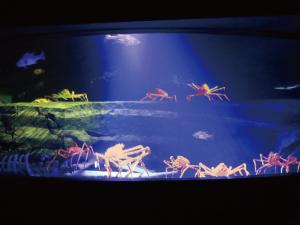 竹島水族館