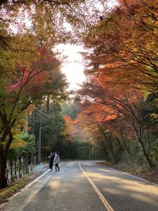 もみじ街道
