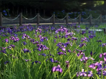 花かつみ園