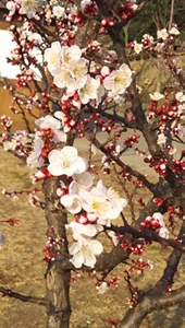 佐布里池