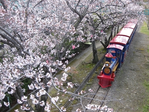 碧南市明石公園 くらまつり