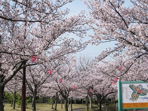 碧南市明石公園 くらまつり