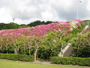 彦左公園のつつじ