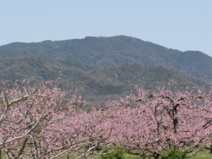 Mt. Sanage