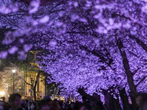 鶴舞公園の夜桜