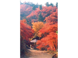 宮路山