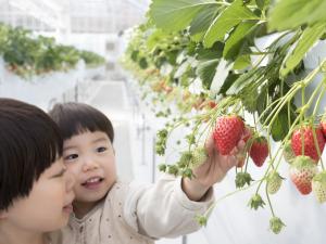 山笑う里 いちご狩り