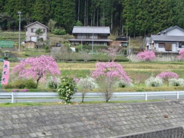 しだれ花桃の里
