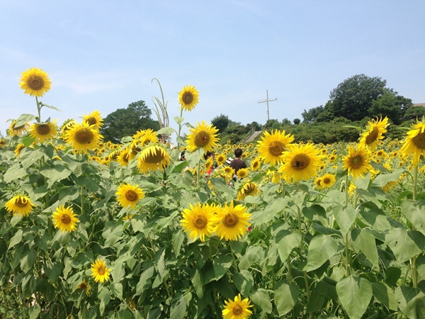 Aichi Ranch
