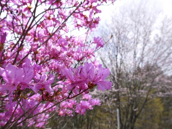 面ノ木園地(天狗棚)