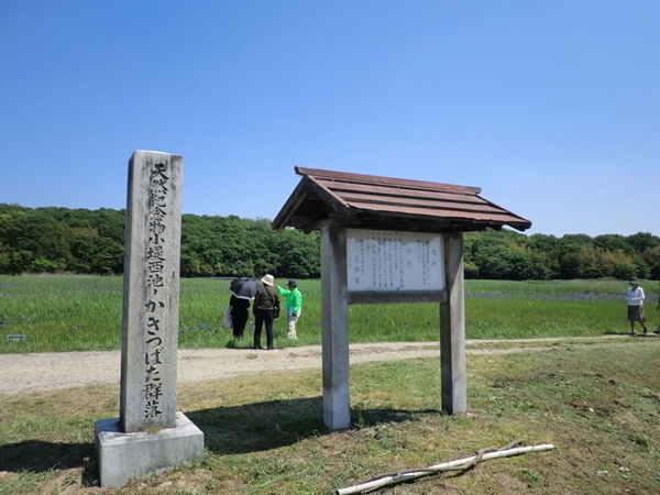 小堤西池のカキツバタ群落