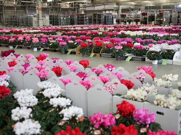 愛知豊明花き地方卸売市場