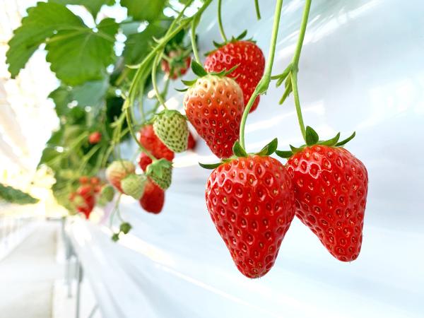 山笑う里 いちご狩り