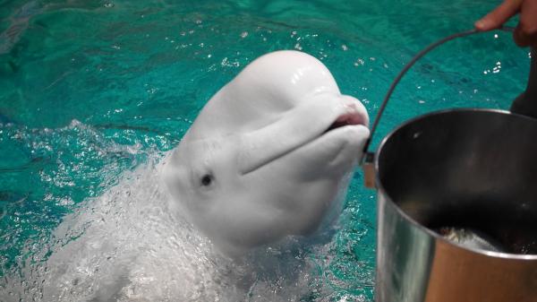 名古屋港水族馆