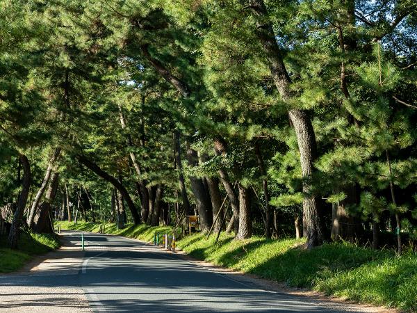 御油の松並木(赤坂~御油宿)
