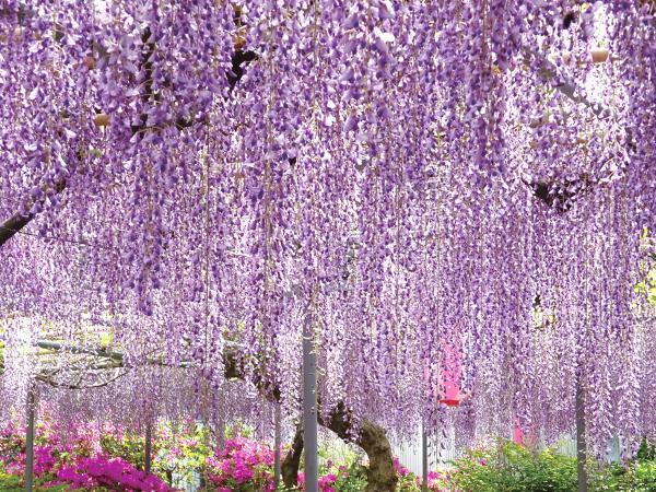 広藤園
