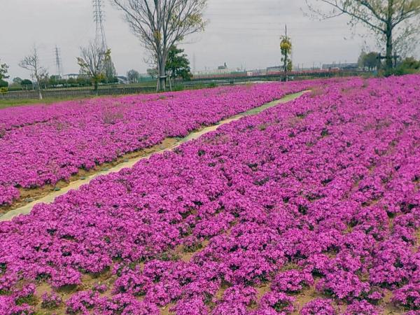 弥富市 芝桜