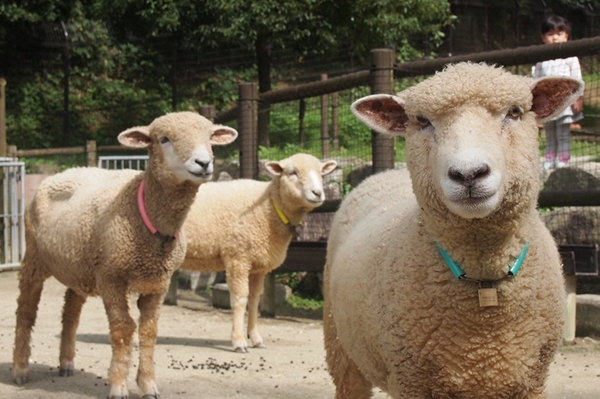 Higashi Park and Mini Zoo (Higashi Koen)