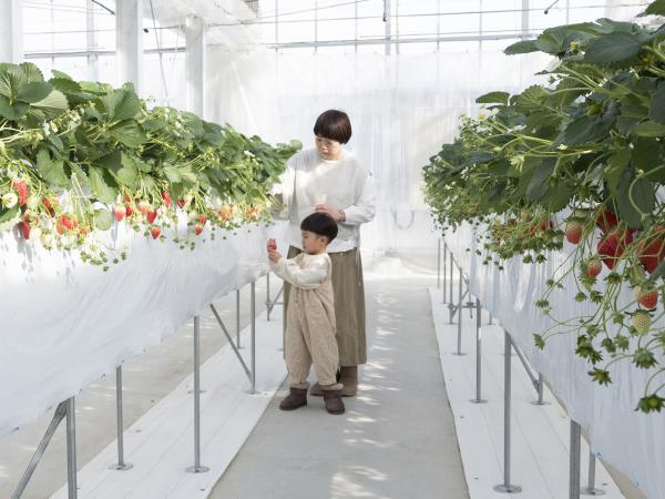 山笑う里 いちご狩り