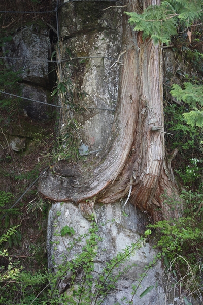 根性椹