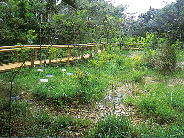壱町田湿地