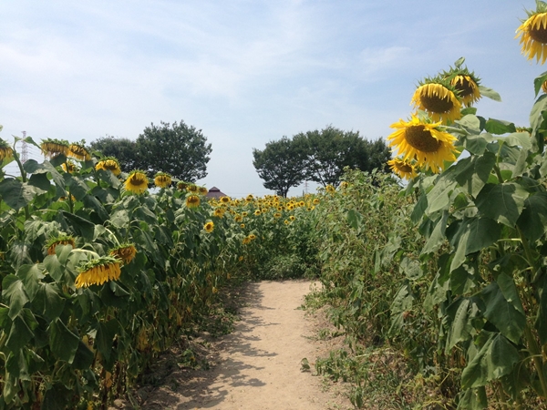 Aichi Ranch