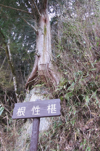 根性椹