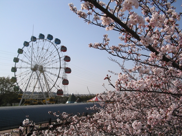 碧南市明石公園 さくらまつり