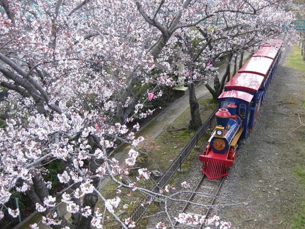 碧南市明石公園 くらまつり