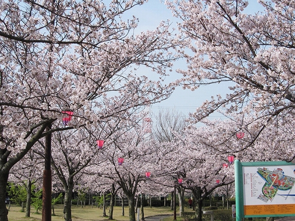 碧南市明石公園 くらまつり