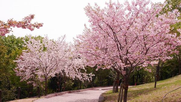 สวนสัตว์และสวนพฤกษศาสตร์ฮิกาชิยามะ