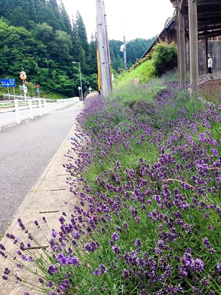 Roadside Station "Michi-no-Eki" Donguri-no-Sato Inabu - Lavender Fields