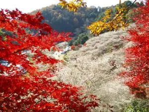 もみじまつりの鳳来寺山と晩秋を彩る秋の桜、小原の四季桜を見に行こう!