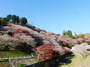 もみじまつりの鳳来寺山と晩秋を彩る秋の桜、小原の四季桜を見に行こう!