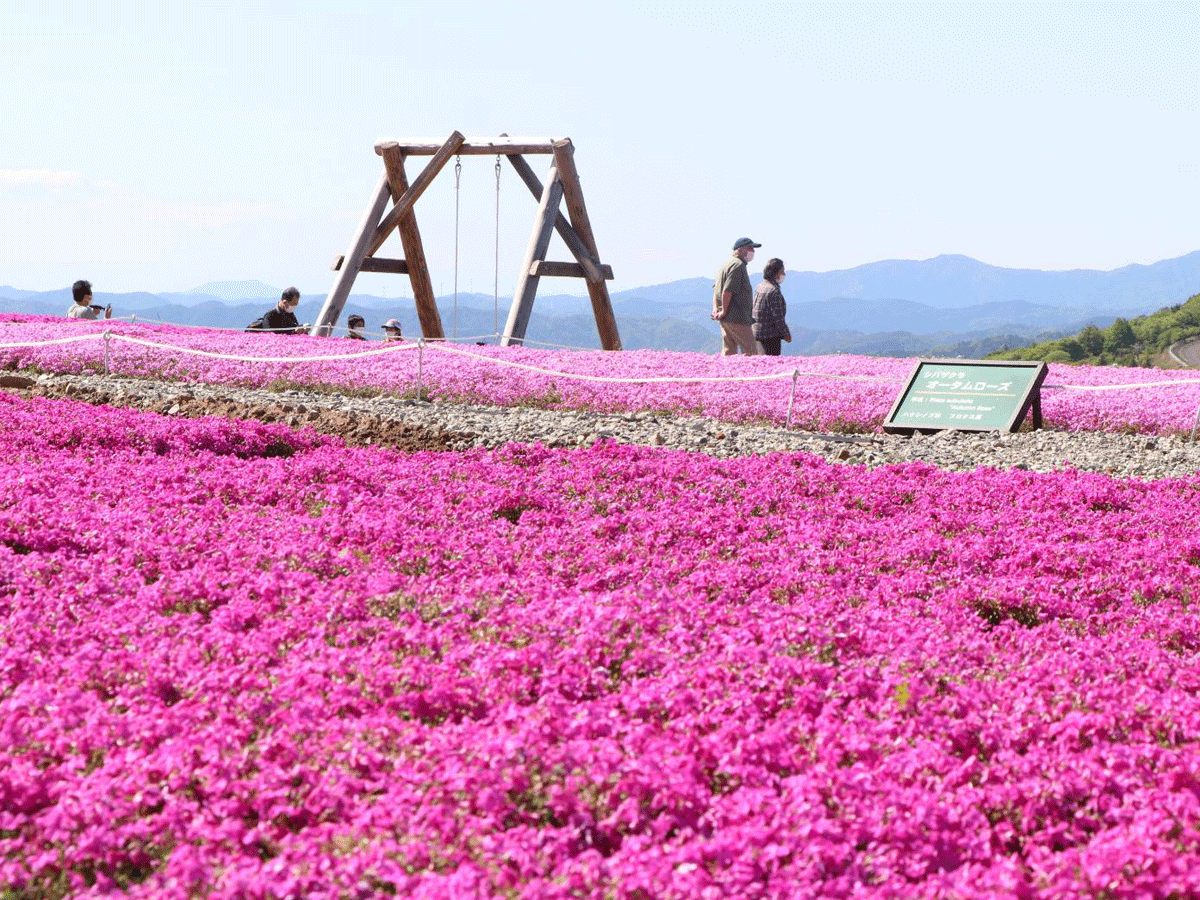 차우스야마 고원 꽃잔디 축제